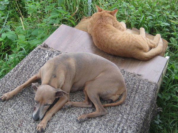 Ольга Соловьева