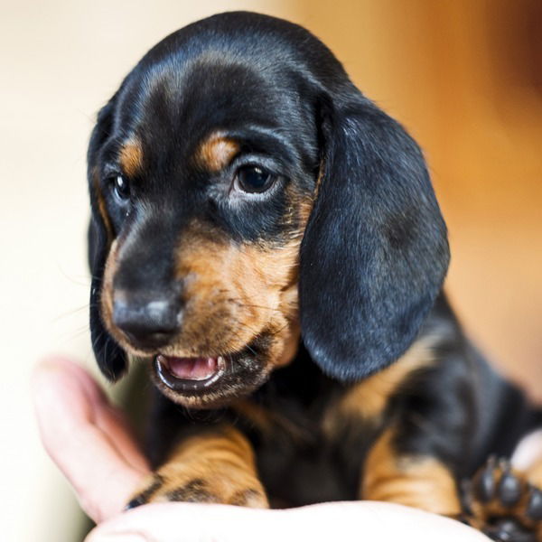 Луценко Дарья