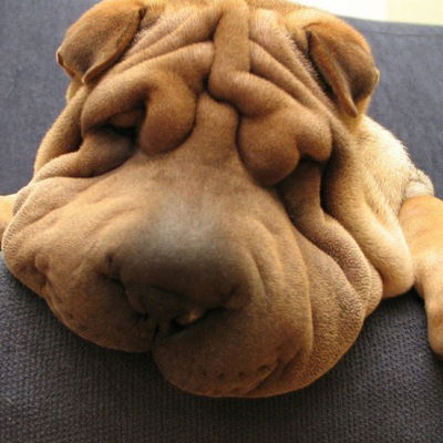 Ира Хорзова