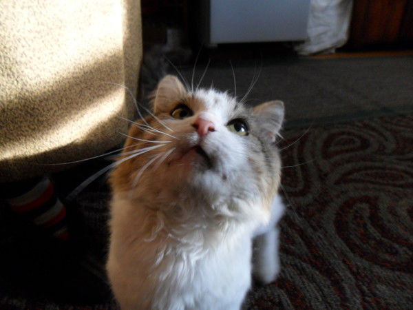 Анна-Луиза Елисеева