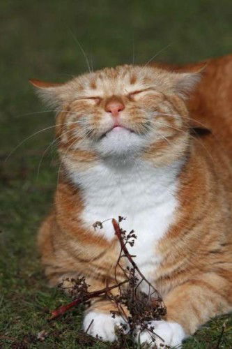 Геннадий Пустовит