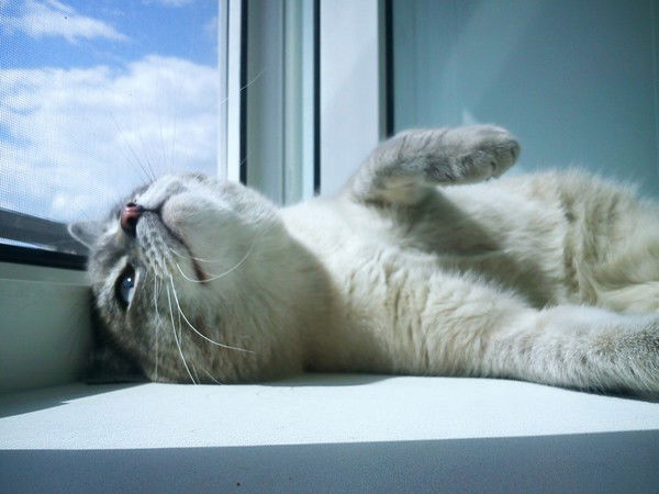 Марина Зволева