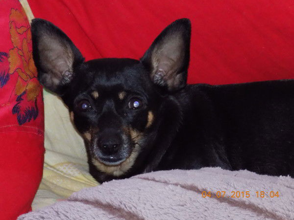 Вера Черевко