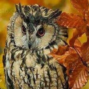 Вадим Горюнов