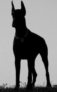 Елена Кёлер