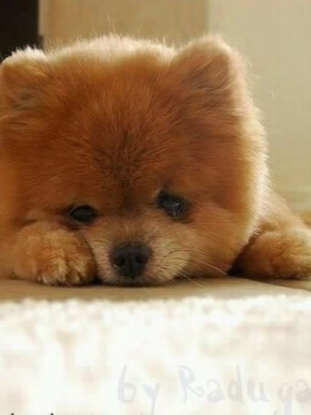 G. I N D I R A Vlyublena