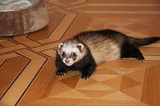 Паркет Сервис