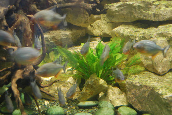 Алексей Алексеев