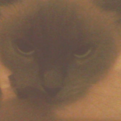 Илья Стулов