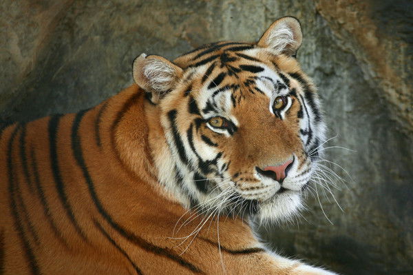 Геннадий Макс