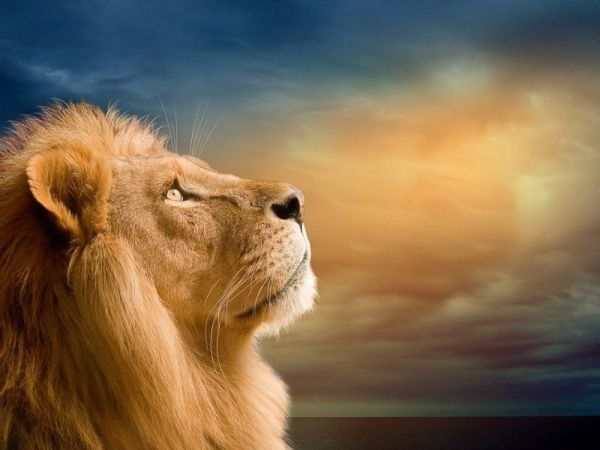 Алихан Гайсин