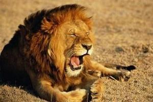 Данис Шарафиев