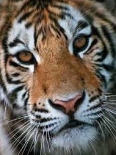 Сергей Горячкин