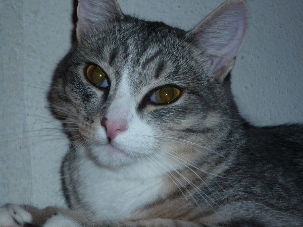 Роман Гросс