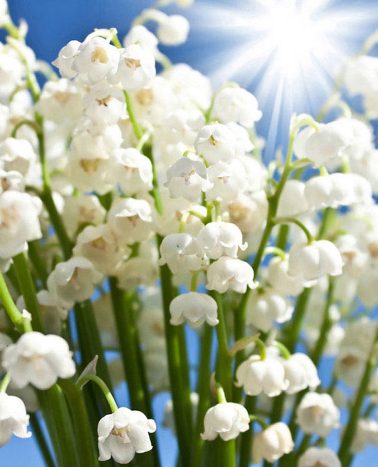 Гульнара Аргинбекова