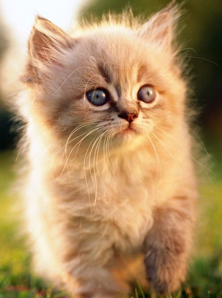 Лена Крючкова