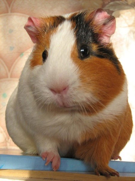 Ольга Яковлева