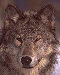 Андрей Головачев