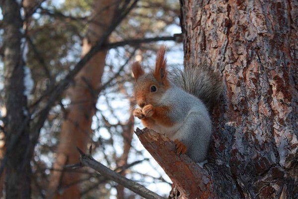 Чернолучинская Администрация