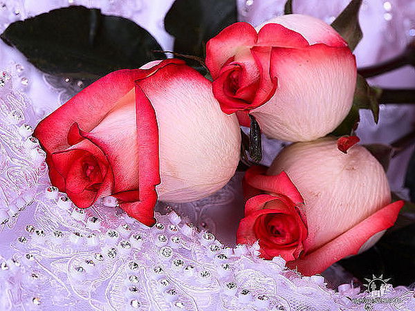 Екатерина Завьялова