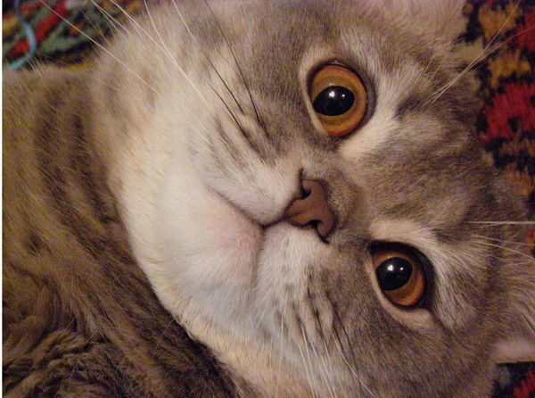 Маргарита Веремеева