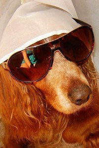 Константин Симоненко