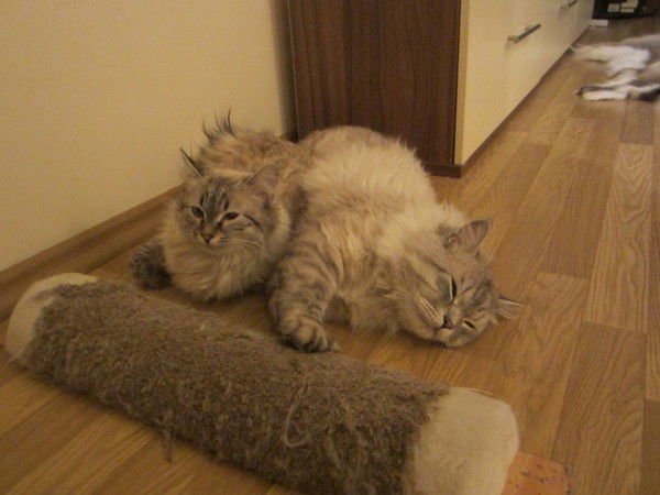 Александра Кушнарева