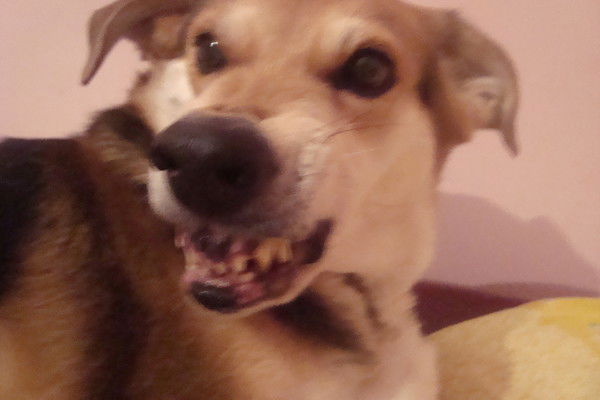 Леонид Шаповалов