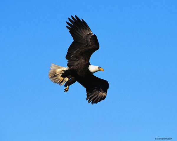 Мисир Муслимов