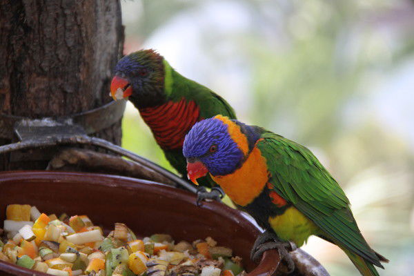 Наталья Елизарова