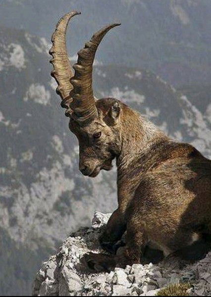 Манас Султанов