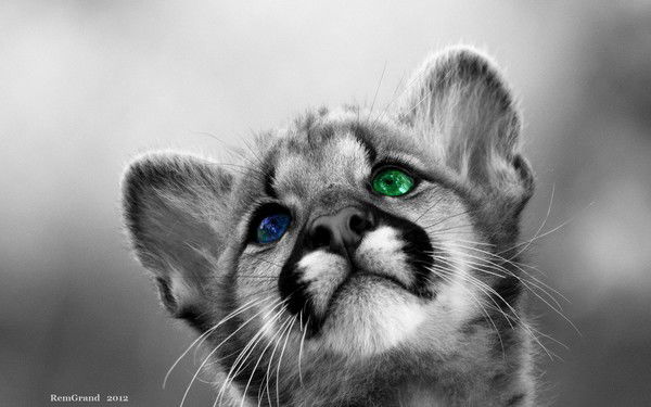 Елеонора Барбаро