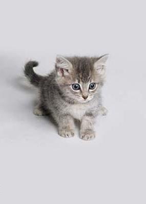 Катёнок Мяу