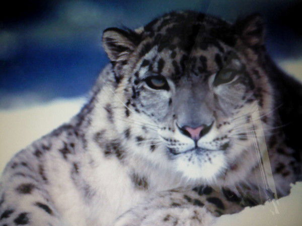 Александр Харланов