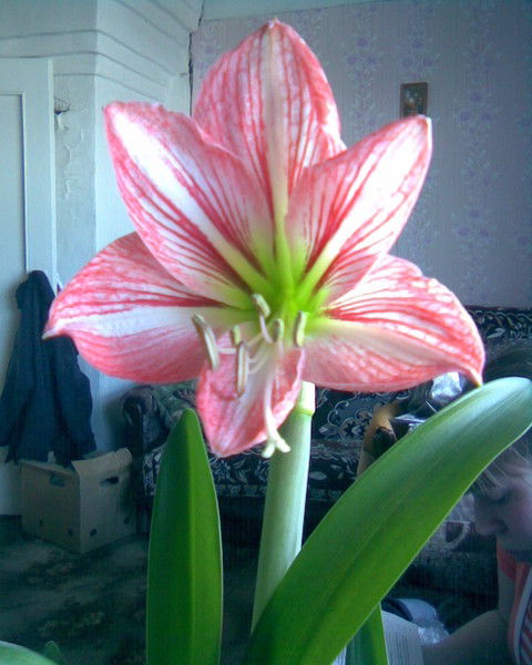 Администрация Кокошиловское