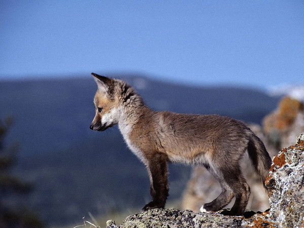 Лисёнок *****