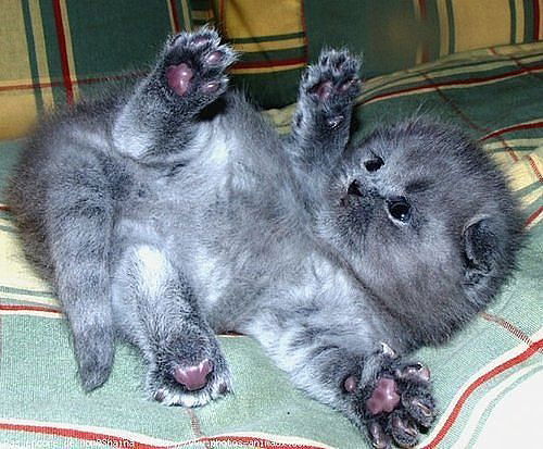 Алексей Варибрус