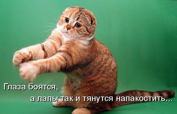 Елена Белаяипушистая