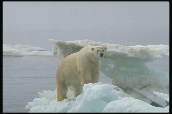 Ольга Ялтанская