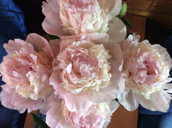 Марина Кулебякина