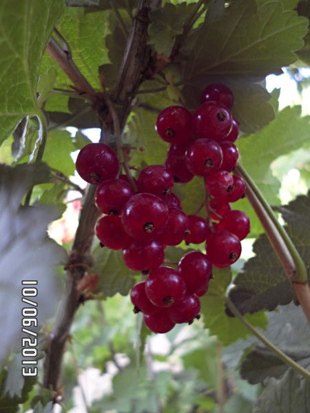 Равза Зиятдинова