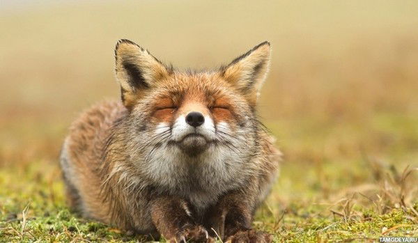 Ксения Данилова