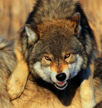 Дима Турович