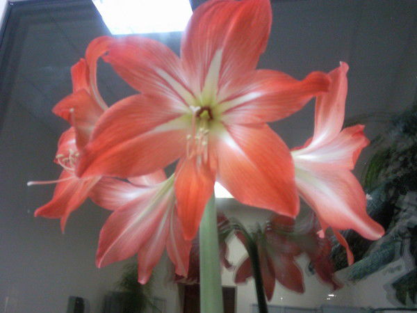 Оксана Фомичева