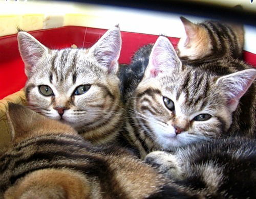 Екатерина Солодилова