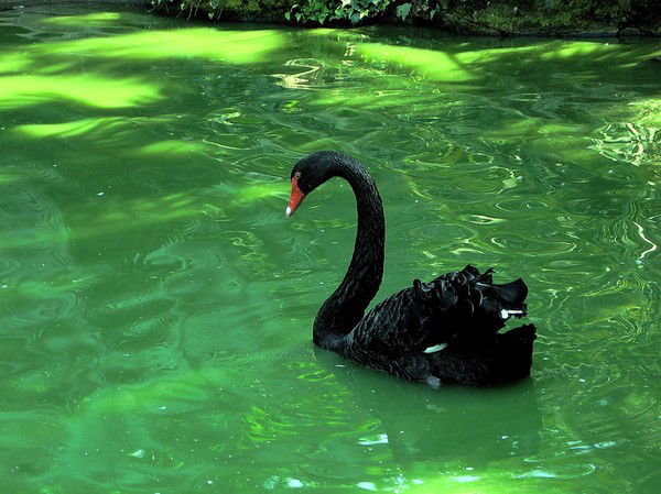 Лариса Морщакина