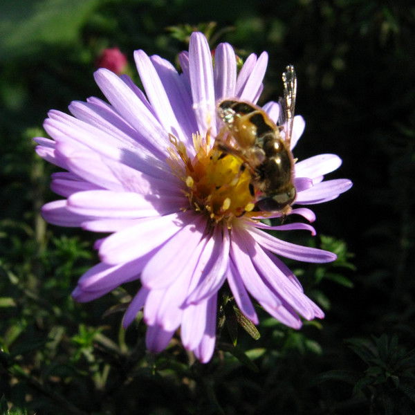 Елена Козловская