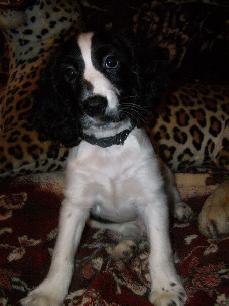 Николай Цыганенко