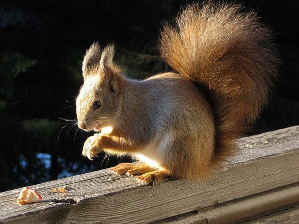 Элеонора Белоусова