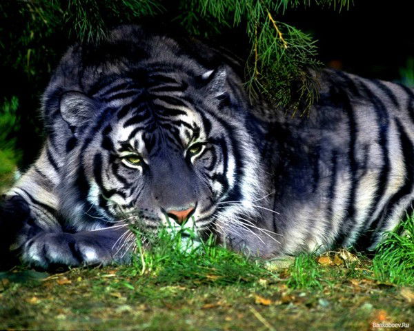 Алексей Алексей